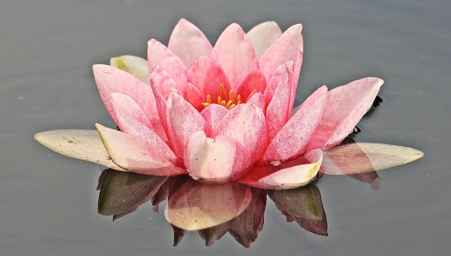 water lily nuphar lutea aquatic plant mirroring 158567